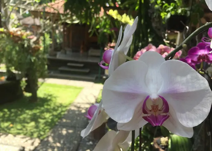 Séjour chez l'habitant Tungeh Family Ubud